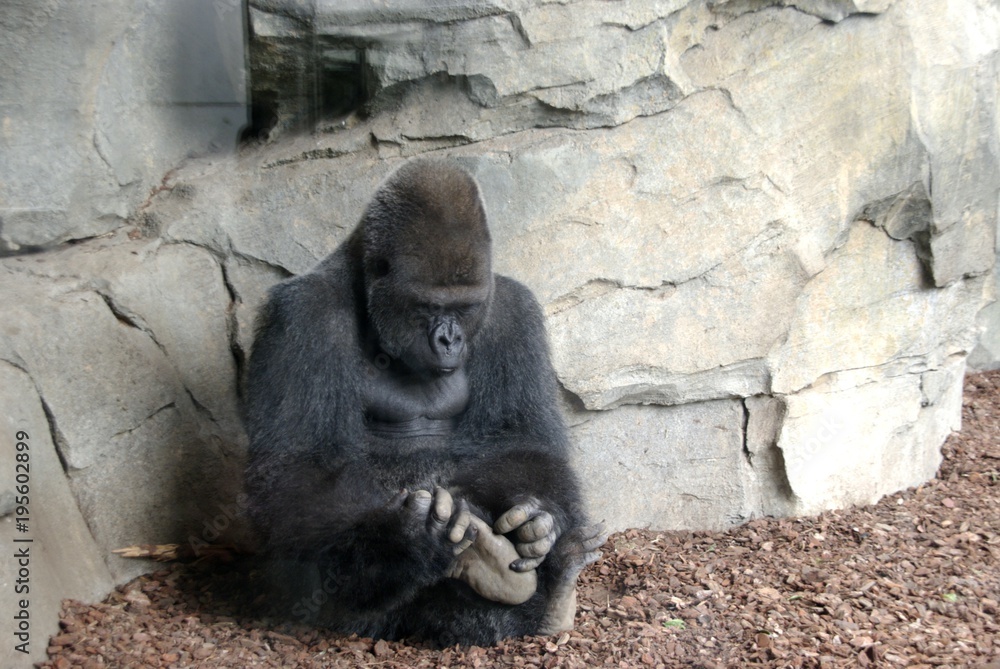 Gorilla macho of silver back