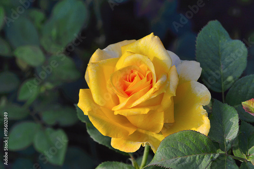 Yellow hybrid tea Rose near Pune  Maharashtra