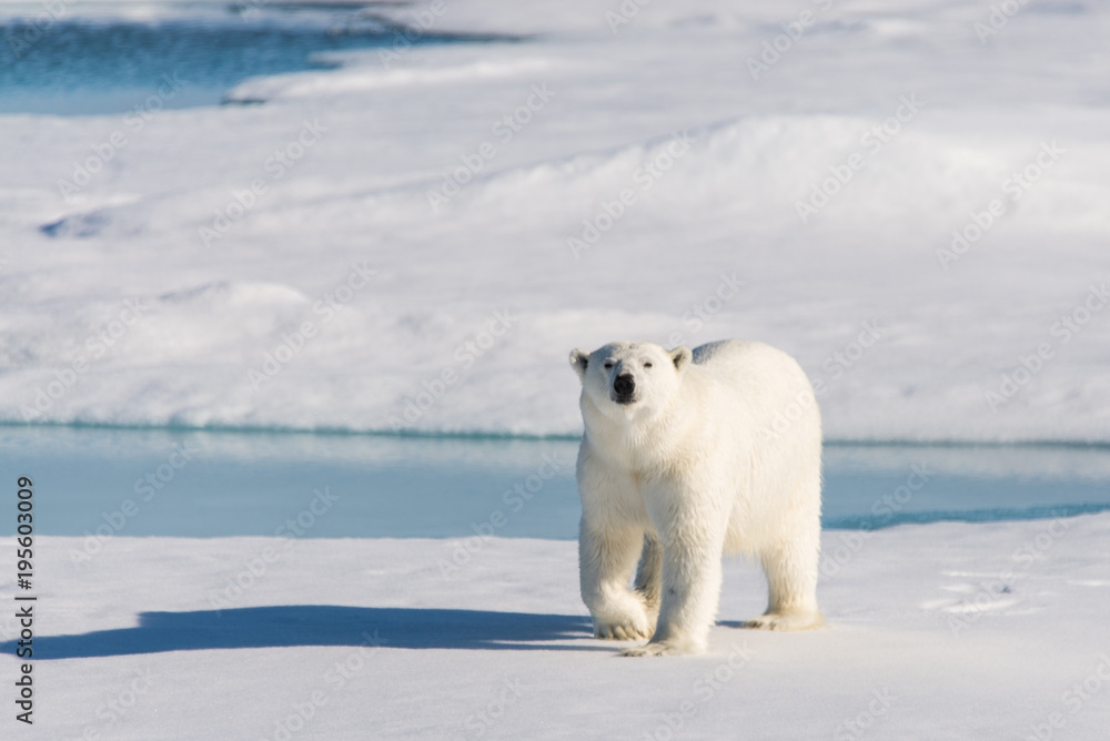 Naklejka premium Polar bear on the pack ice