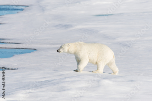 Polar bear on the pack ice © Alexey Seafarer