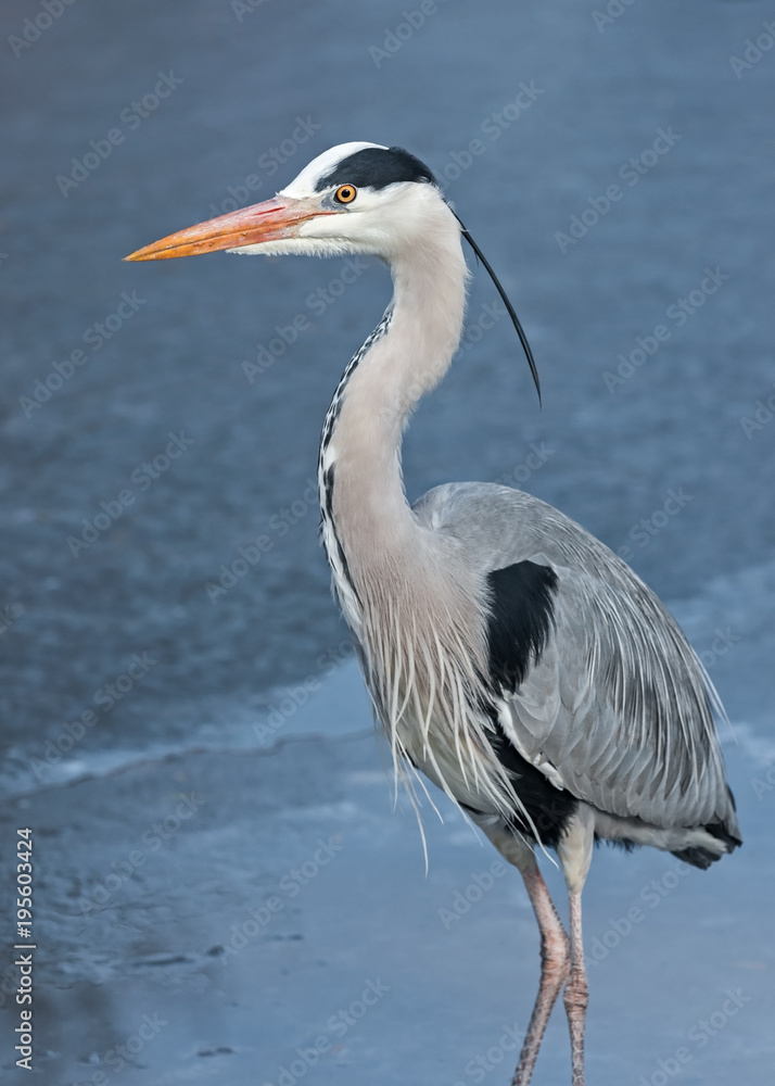 Portrait of an adult gray heron in a breeding dress on ice, The Netherlands