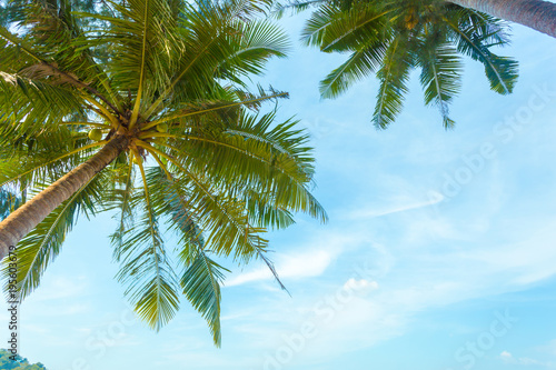 Tropical trees background concept