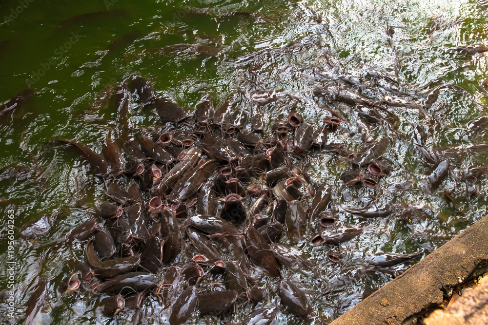 Fototapeta premium Many catfish are in the pond.