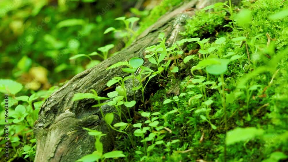 Ants crawling. Green grass in the wild forest, macro shot. Ants crawling. Green grass in the wild forest, macro shot.