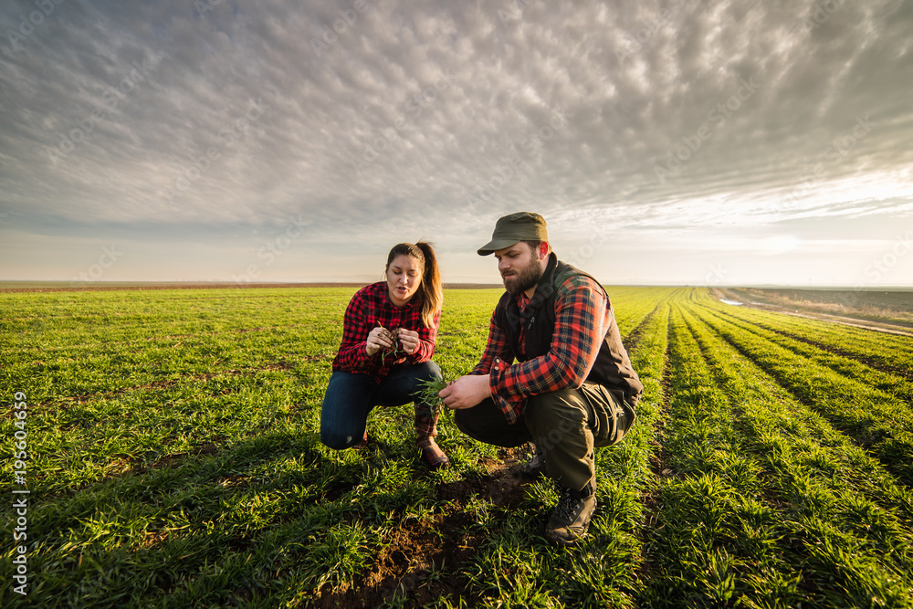 Young farmers examing planted young wheat during winter season Young farmers examing planted young wheat during winter season