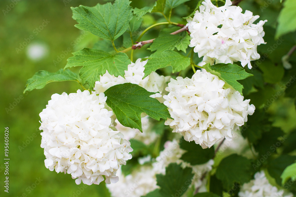 White blossoming bush of hydrangea White blossoming bush of hydrangea