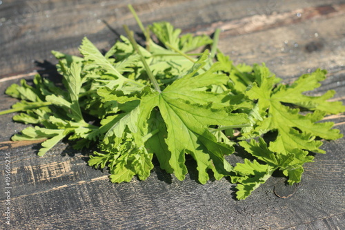 Geranium liść photo