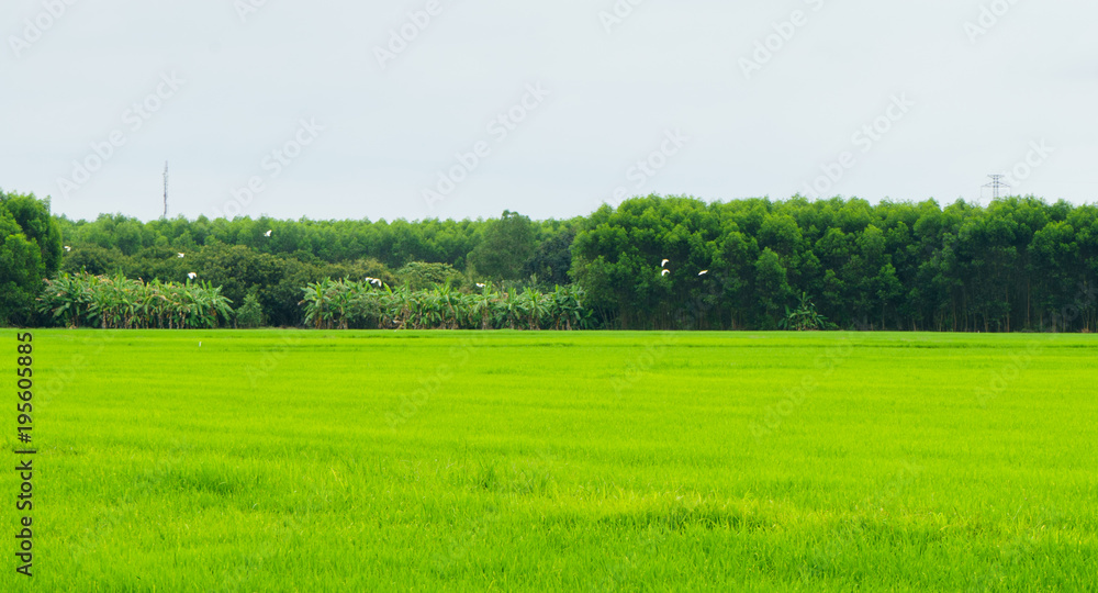 Beautiful rice field landscape 