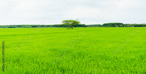 Fototapeta Naklejka Na Ścianę i Meble -  Beautiful rice field landscape 