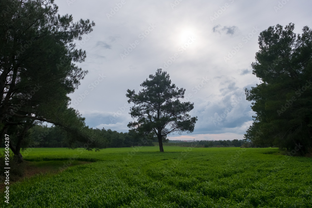 Obraz premium Grassland and the Pine Trees on a Cloudy Day