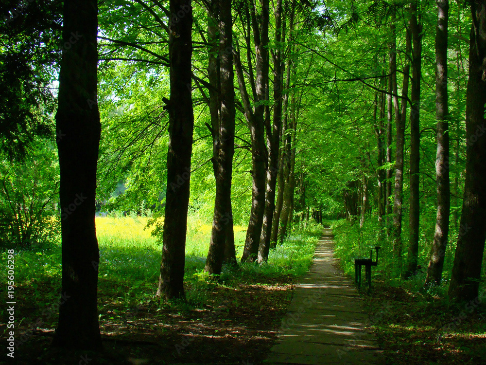 Obraz premium Park alley in spring