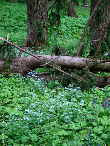 A fallen tree trunk among spring flowers