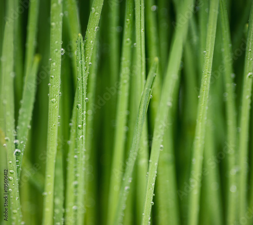 Grass germinated oats with water drops on white background.
