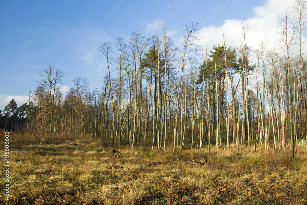 Wild meadow and trees