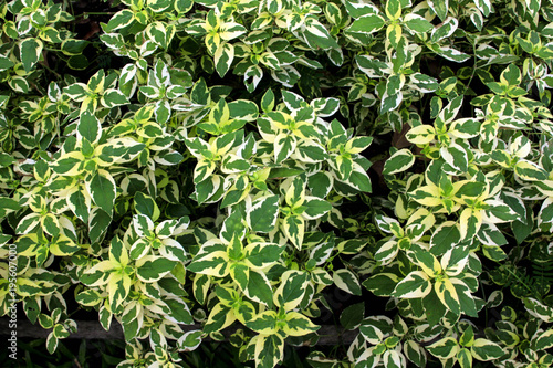 white edge euonymus plant, a lot of small green white and yellow color leaves, suit to be used as background
