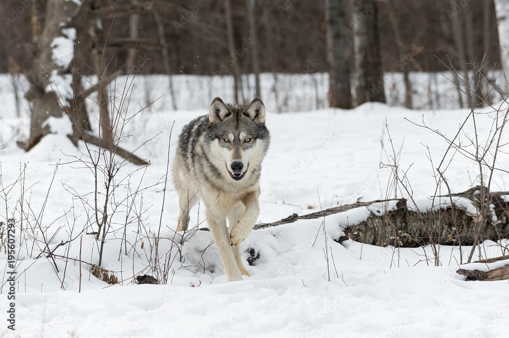 Grey Wolf (Canis lupus) Steps Over Log Grey Wolf (Canis lupus) Steps Over Log