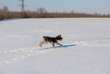 Hunting Drathaar in winter,  German dog is taking a trail