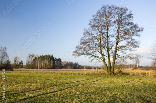 Large tree without leaves on a green meadow
