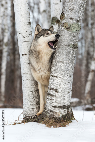 Grey Wolf (Canis lupus) Looks Right Mouth Open