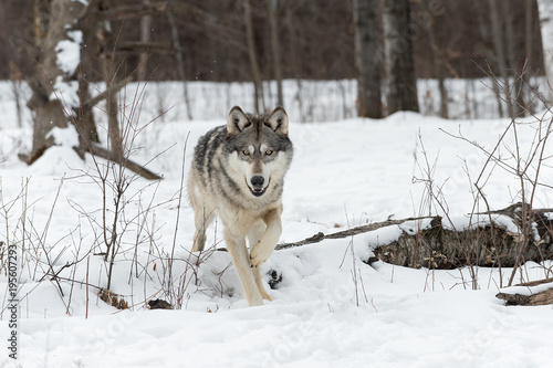 Grey Wolf (Canis lupus) Steps Over Log © hkuchera