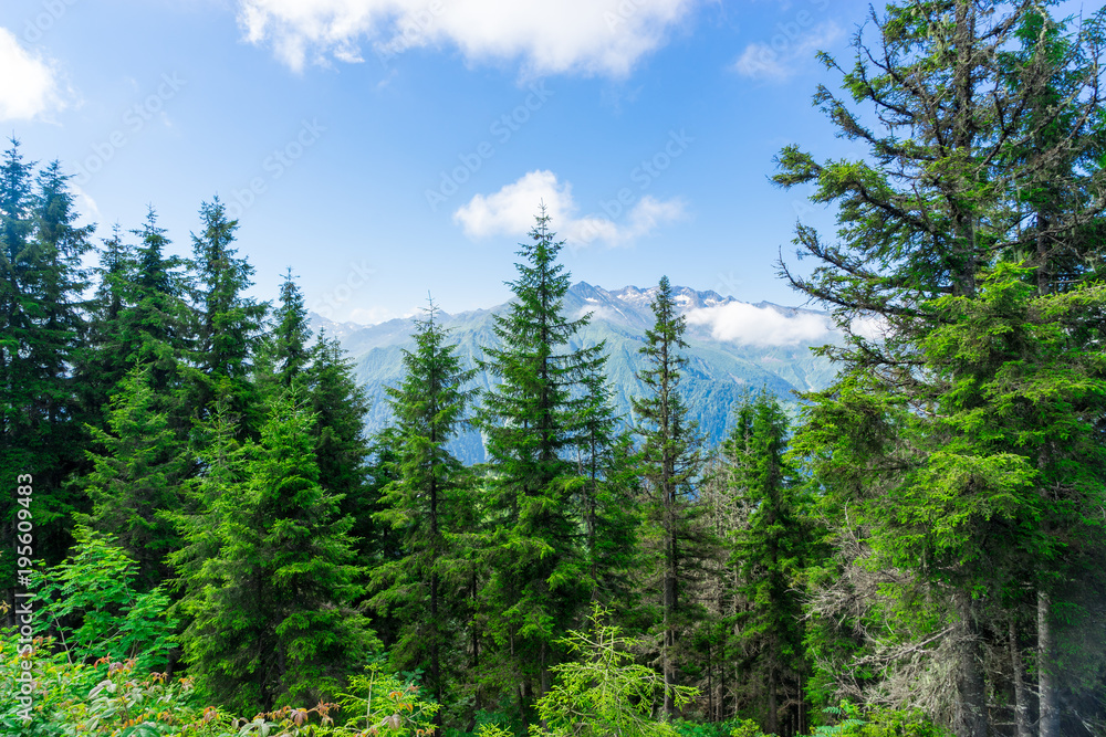 Beautiful pine trees on background high mountains. Kackar Mountain, Rize - Turkey