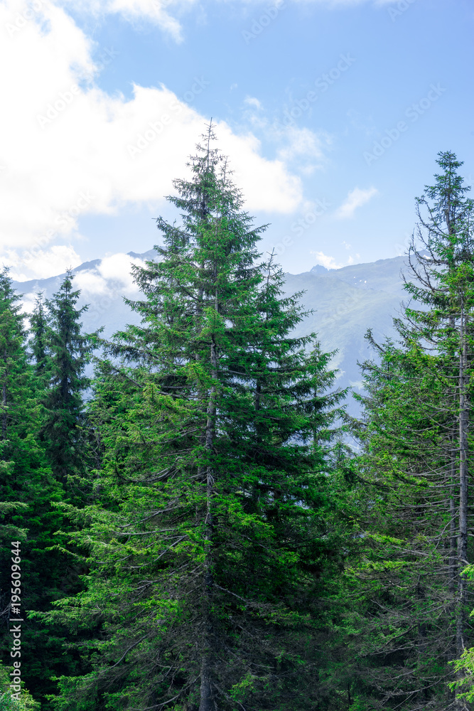 Beautiful pine trees on background high mountains. Kackar Mountain, Rize - Turkey