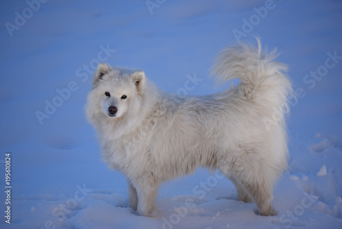 cane inverno neve 