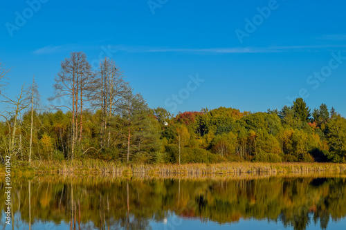View over a lake in a nature reserve, cloudless blue sky, trees mirroring in the water, birds flying through the sky, Schwenninger Moos, Germany