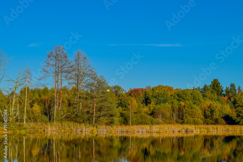 View over a lake in a nature reserve, cloudless blue sky, trees mirroring in the water, birds flying through the sky, Schwenninger Moos, Germany photo