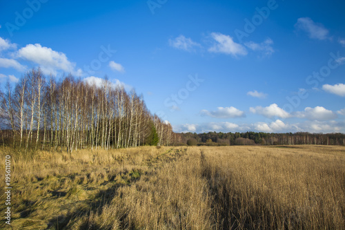 Dry and tall grass on a wild meadow  forest and blue sky
