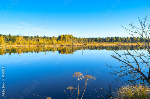 View through reed over a lake in a nature reserve, cloudless blue sky, trees mirroring in the water, Schwenninger Moos, Germany photo