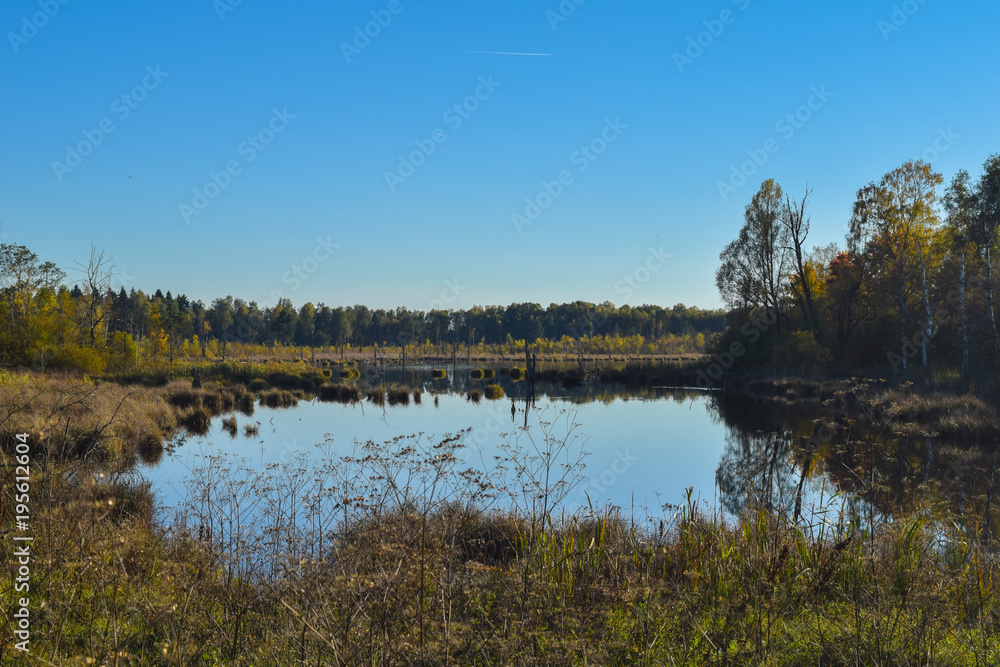View through reed over a lake in a nature reserve, cloudless blue sky, trees mirroring in the water, Schwenninger Moos, Germany
