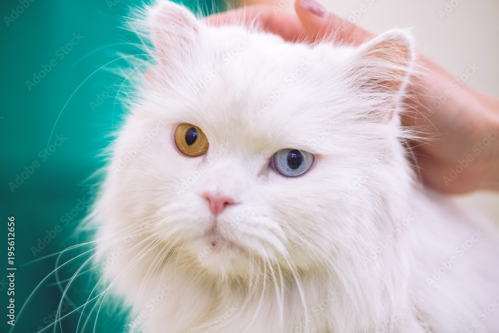 Persian cat with coloful eyes at pet ambulance