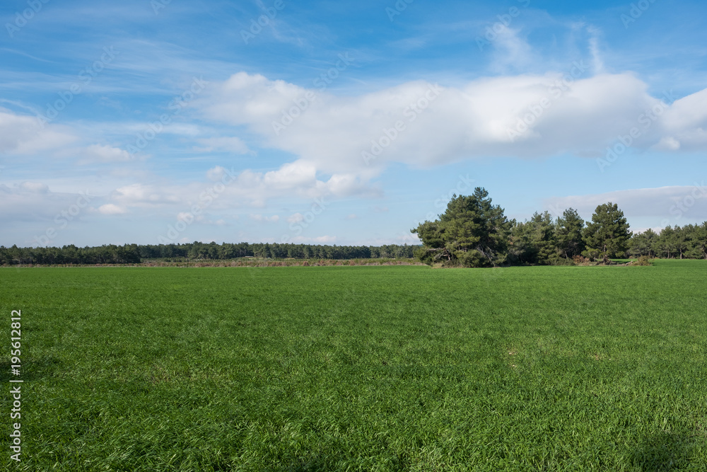 Grassland by the Forest on a Sunny Day Grassland by the Forest on a Sunny Day