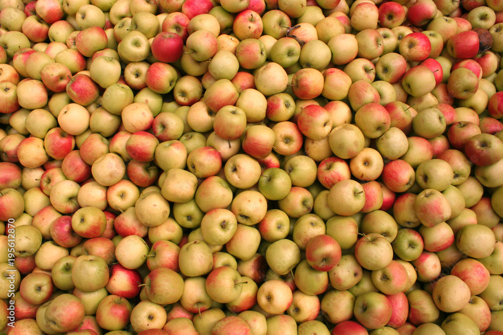 Sehr viele Äpfel, Apfelwein keltern in Hessen Sehr viele Äpfel, Apfelwein keltern in Hessen
