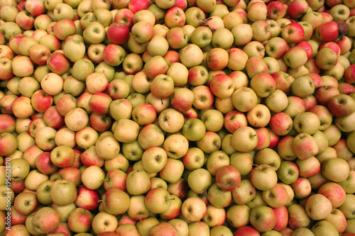 Sehr viele Äpfel, Apfelwein keltern in Hessen
