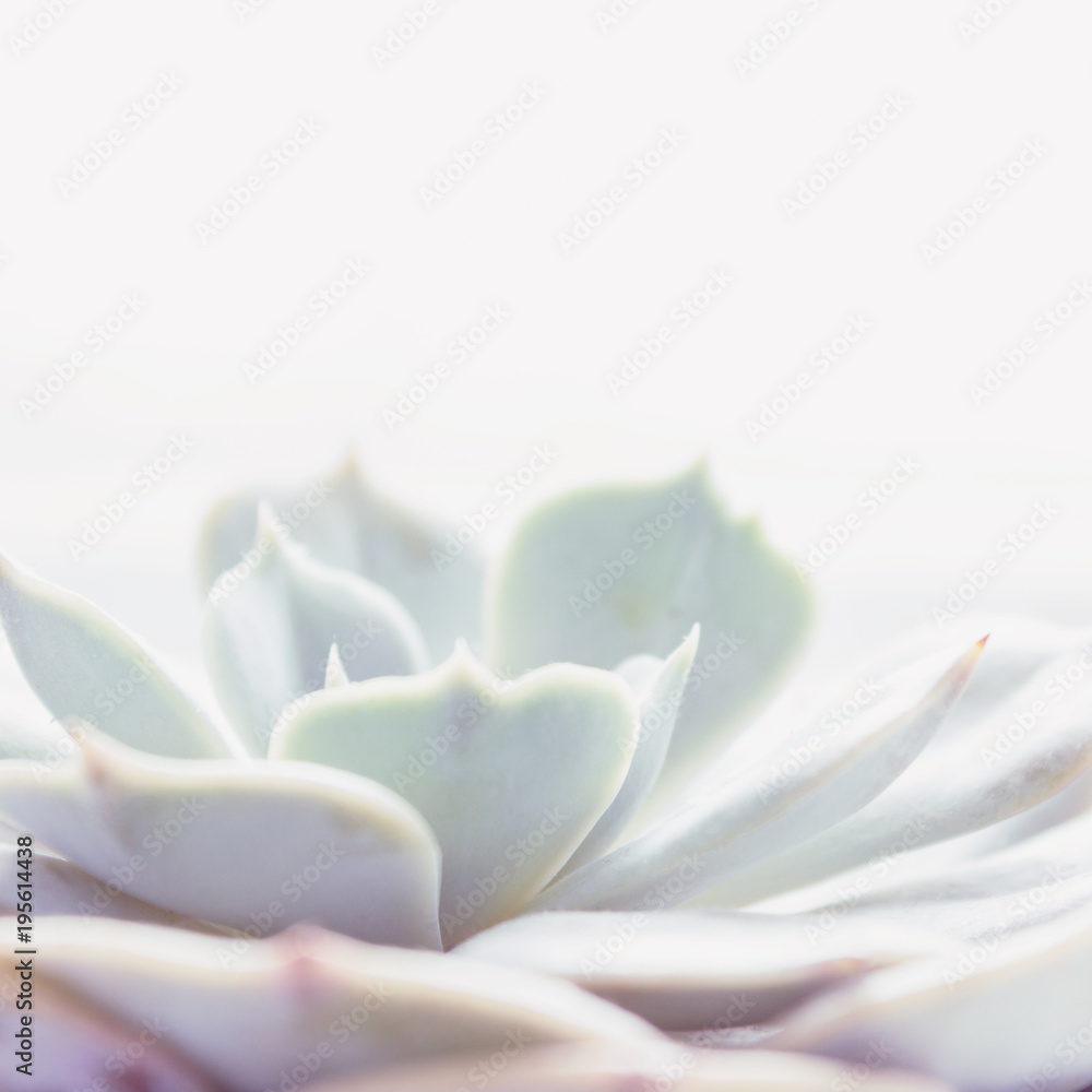 Fototapeta premium The succulent plant 
