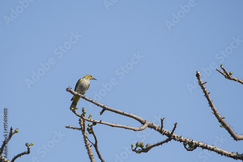 Bird : Female Golden Oriole Perched on a Tree Branch 
