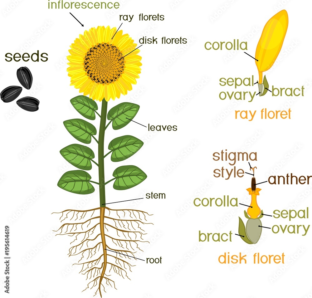 Parts of sunflower plant. Morphology of flowering plant with root