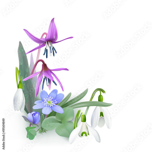Bunch of Forest flowers, messengers of spring - Background.
Wildflowers as Snowdrops, Trout lily and Liverwort blooming on the forest floor. Vector illustration, realistic style, white background.
