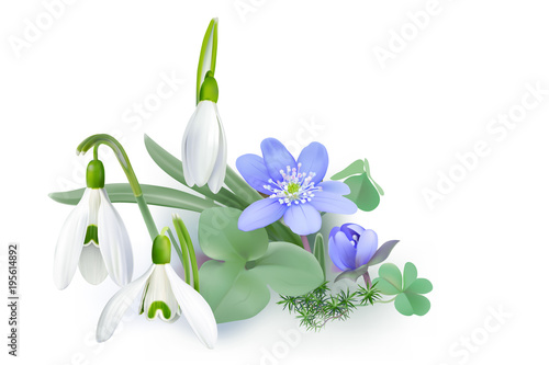 Bunch of Forest flowers, messengers of spring - Background.
Wildflowers as Snowdrops and Liverwort blooming on the forest floor. Vector illustration, realistic style, white background.
