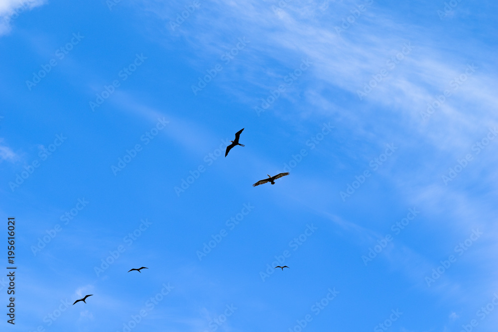Pelicans flying on front of the blue sky
