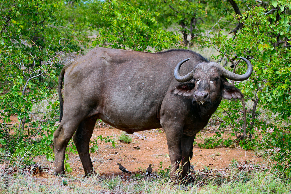 buffalo, animal, africa, mammal, wildlife, bull, nature, african, wild, safari, horns, park, national, horn, dangerous, big, cape buffalo, grass, cape, bovine, tourism,