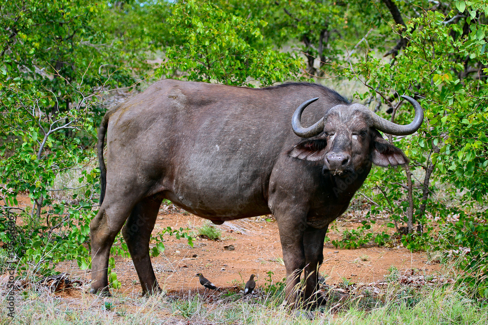 Obraz premium buffalo, animal, africa, mammal, wildlife, bull, nature, african, wild, safari, horns, park, national, horn, dangerous, big, cape buffalo, grass, cape, bovine, tourism,