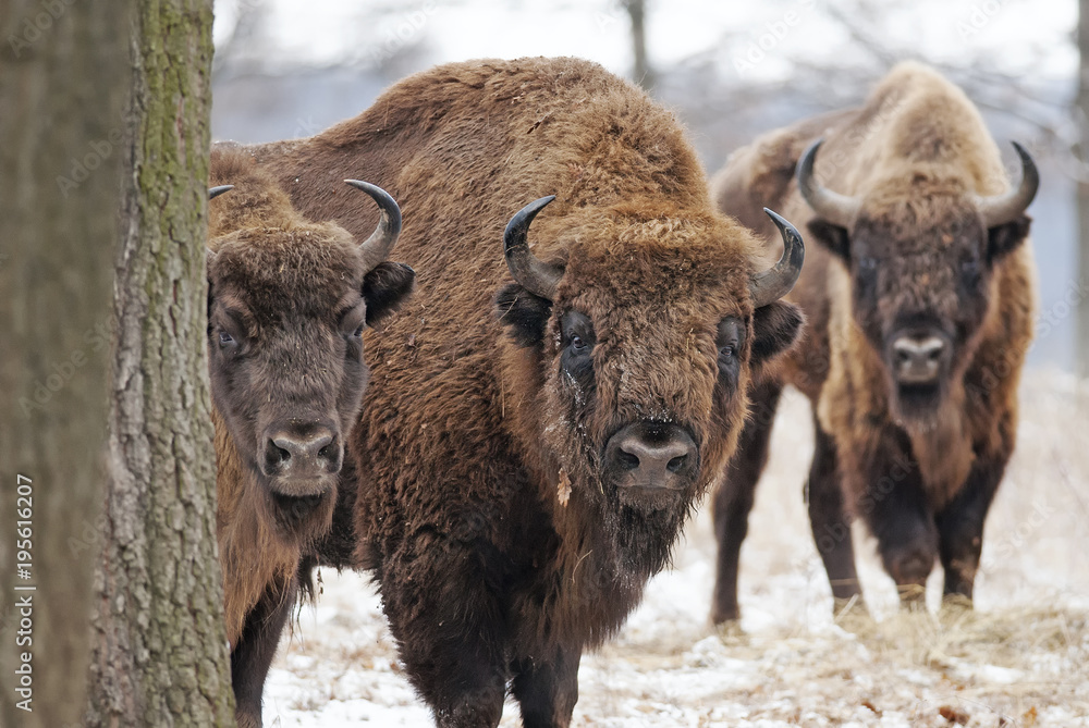 Fototapeta premium European Bison, Bison bonasus, Visent, herbivore in winter, herd, Slovakia