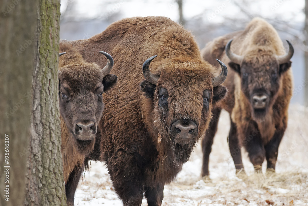 European Bison, Bison bonasus, Visent, herbivore in winter, herd, Slovakia