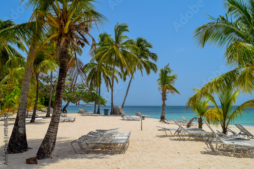 White beach with sunbeds  many palms  blue sky and turquoise ocean in the caribbean sea  Dominican Republic