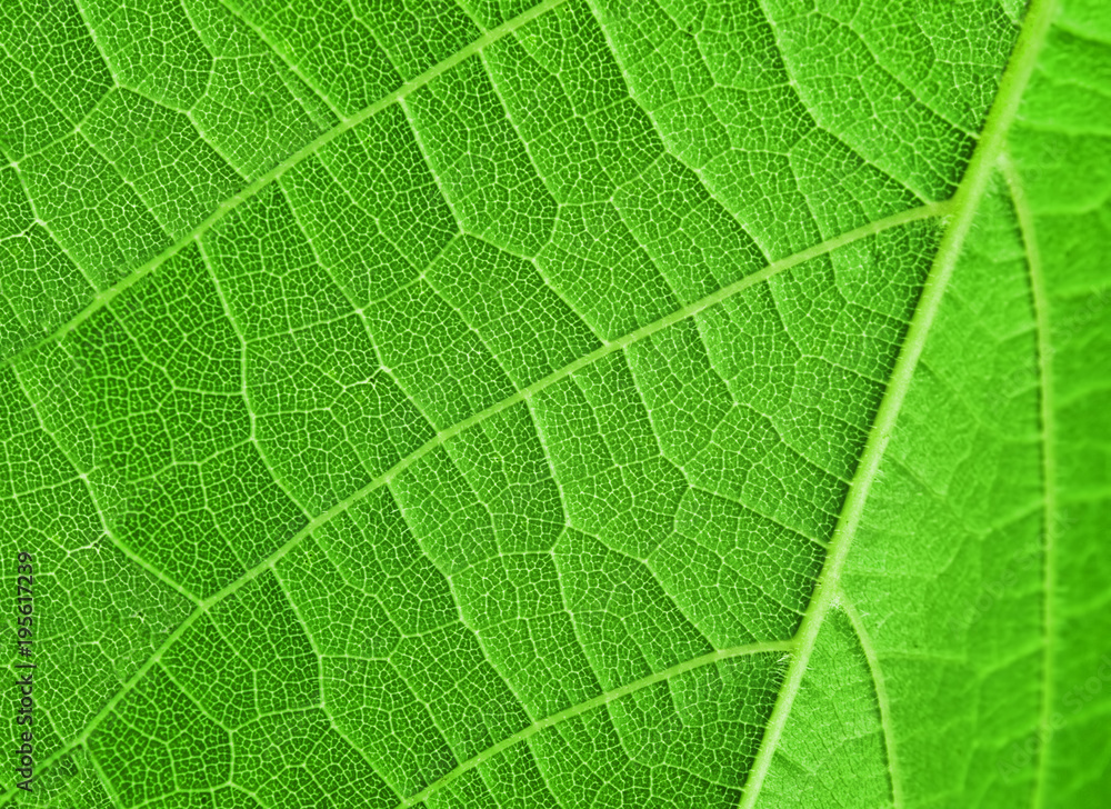texture of green leaf, macro photo texture of green leaf, macro photo