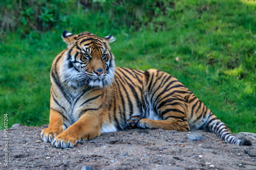 Glaring tiger laying down © Taya