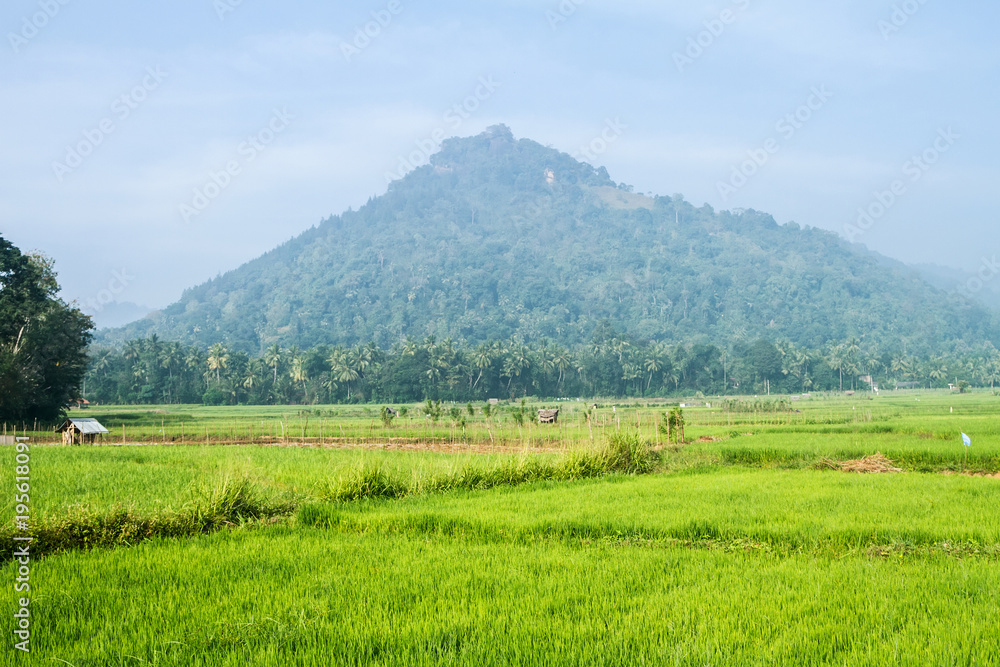Green Rice Field and mountains